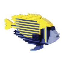 Small Emperor Angelfish - Poisson ange empereur