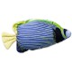 Coussin Ange Empereur - Pomacanthus imperator