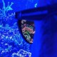 D&D - Lunettes Coral Viewing